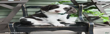 Baxter
