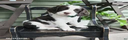 English Springer Spaniel dogs for sale: Baxter - Ad 1