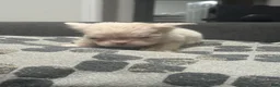 French Bulldog dogs for sale:  Ewok - Ad 6