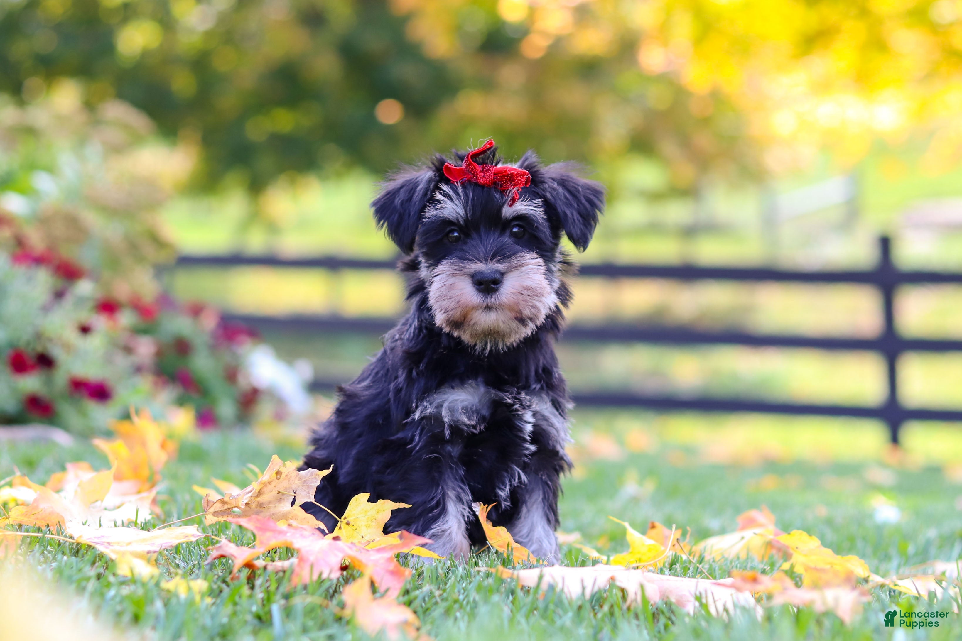 Eva (Miniature Schnauzer, Female) in Fresno, OH