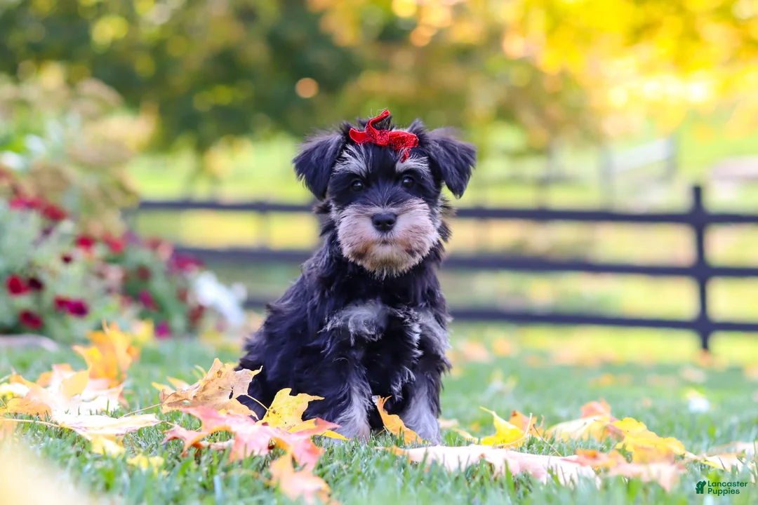 Miniature Schnauzer dogs for sale: Eva - Ad 1