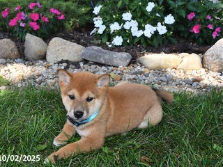 Shiba Inu dogs Emmy - Ad 28