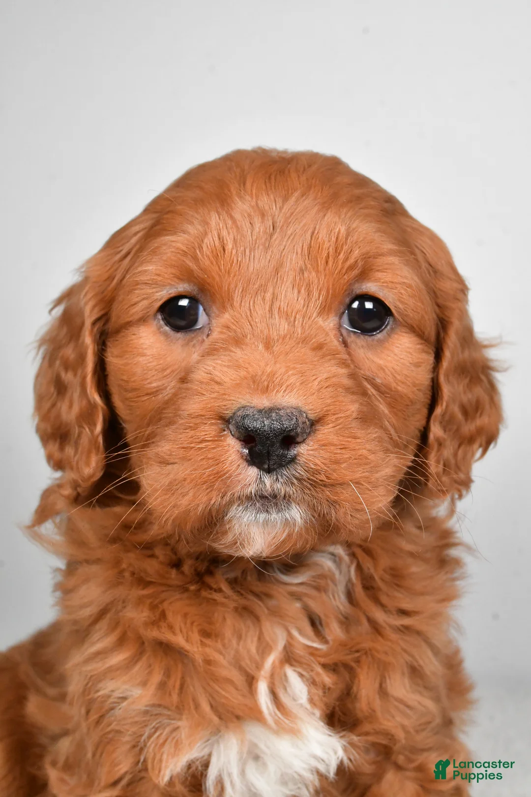 Mini Goldendoodle dogs for sale: Bailey - Ad 3