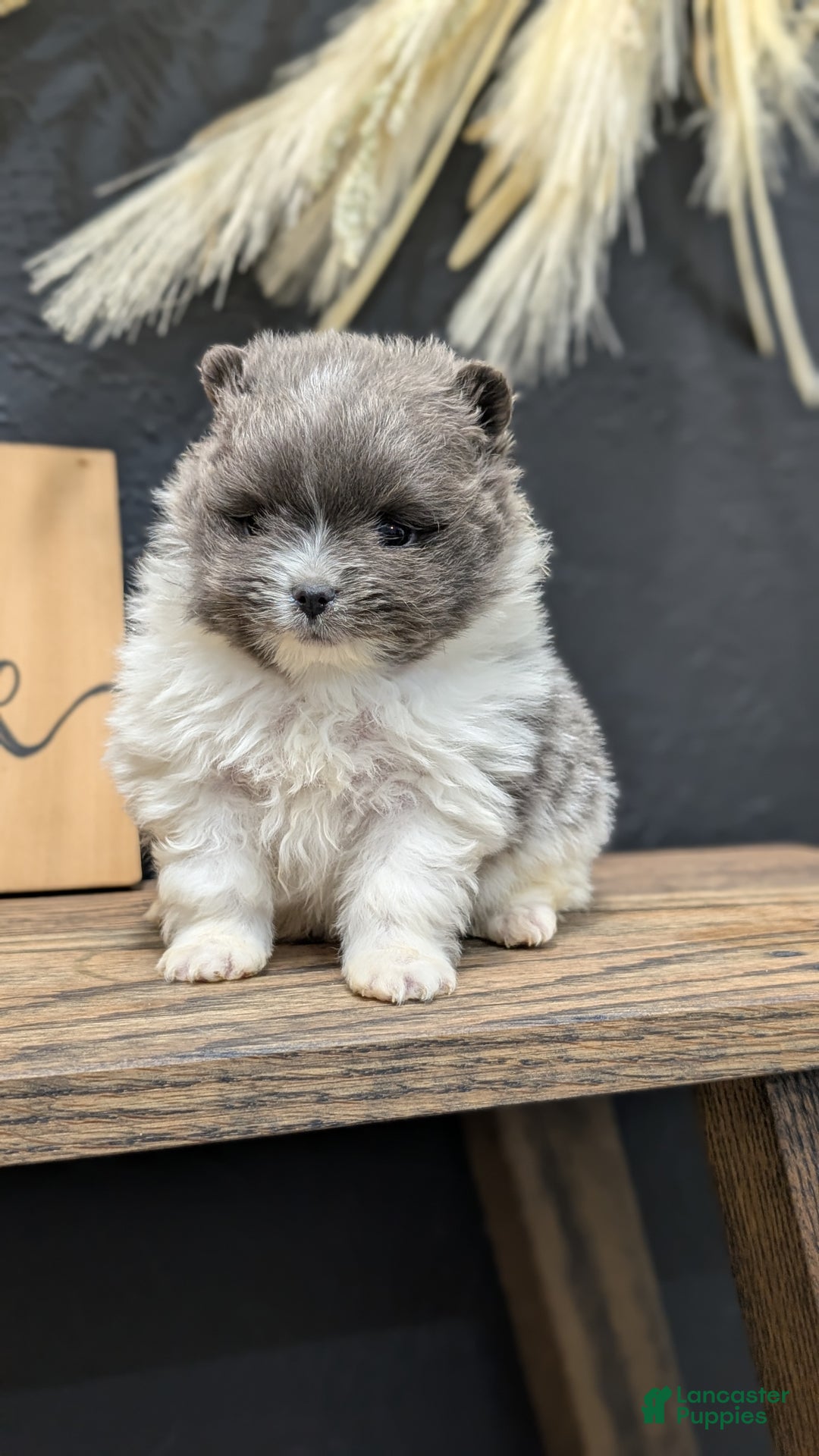 Pomeranian dogs for sale: Yogi  - Ad 3