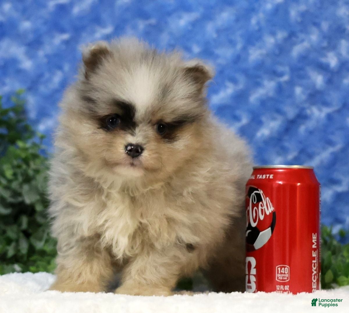 Pomeranian dogs Cane - Ad 2