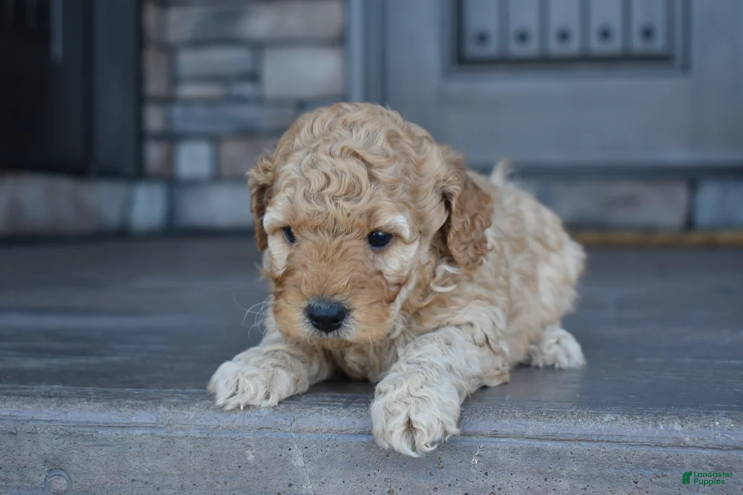 Mini Goldendoodle dogs for sale: River - Ad 3