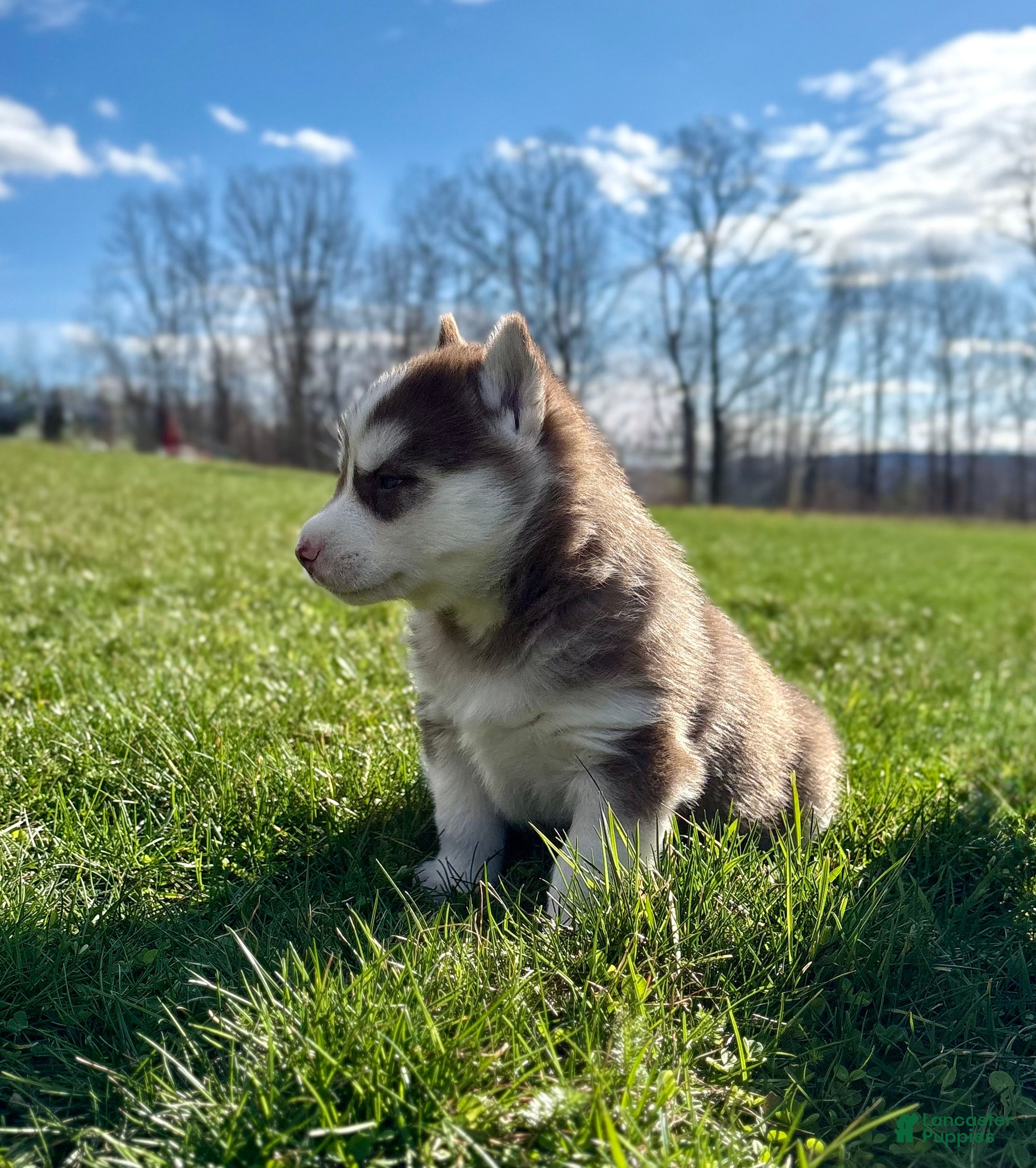 Siberian Husky dogs Bo - Ad 2