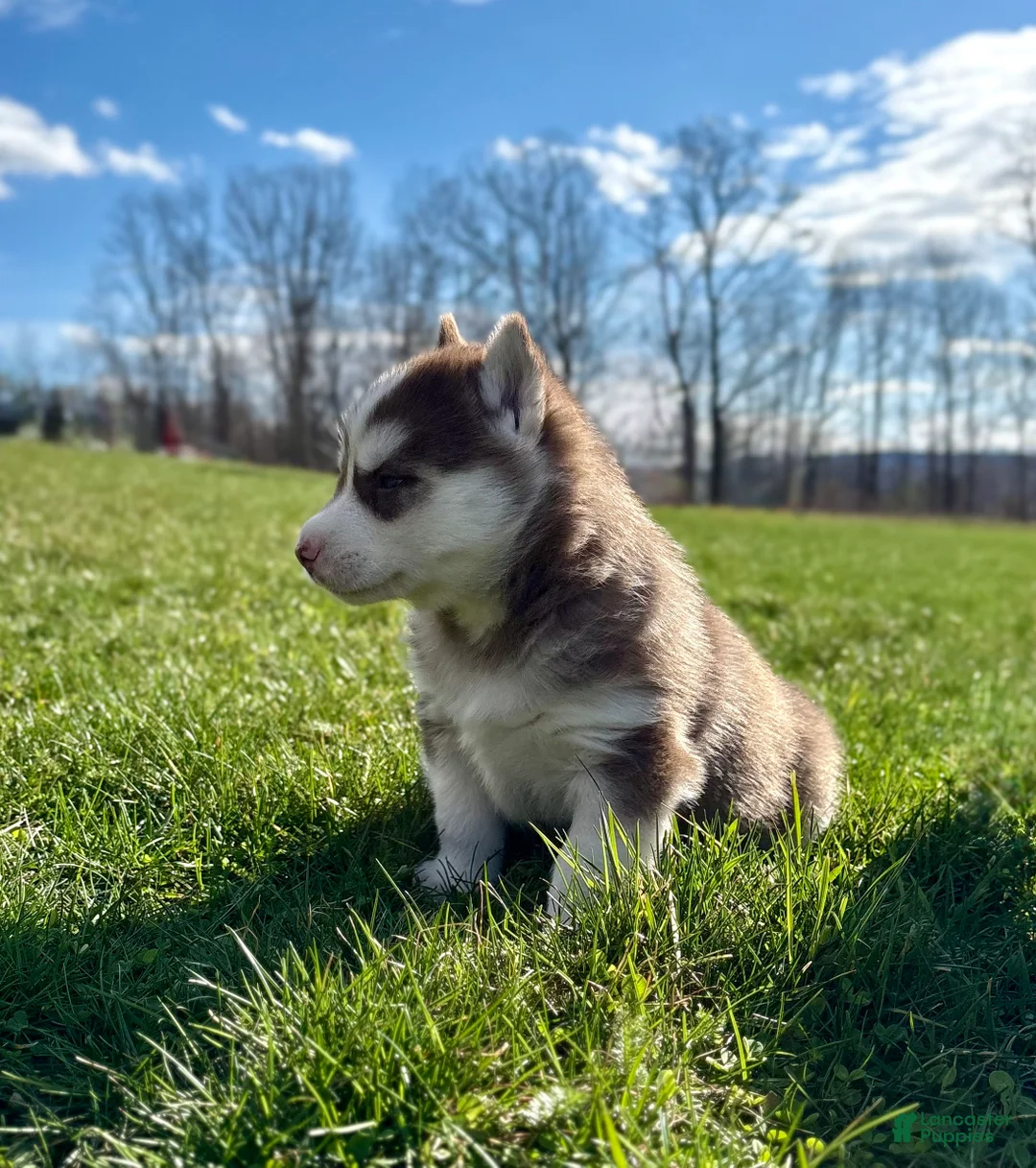 Siberian Husky dogs for sale: Bo - Ad 2