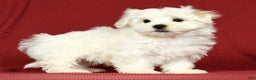 Maltese dogs for sale: Mason - Ad 5