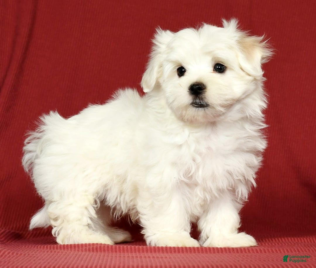 Maltese dogs for sale: Mason - Ad 5