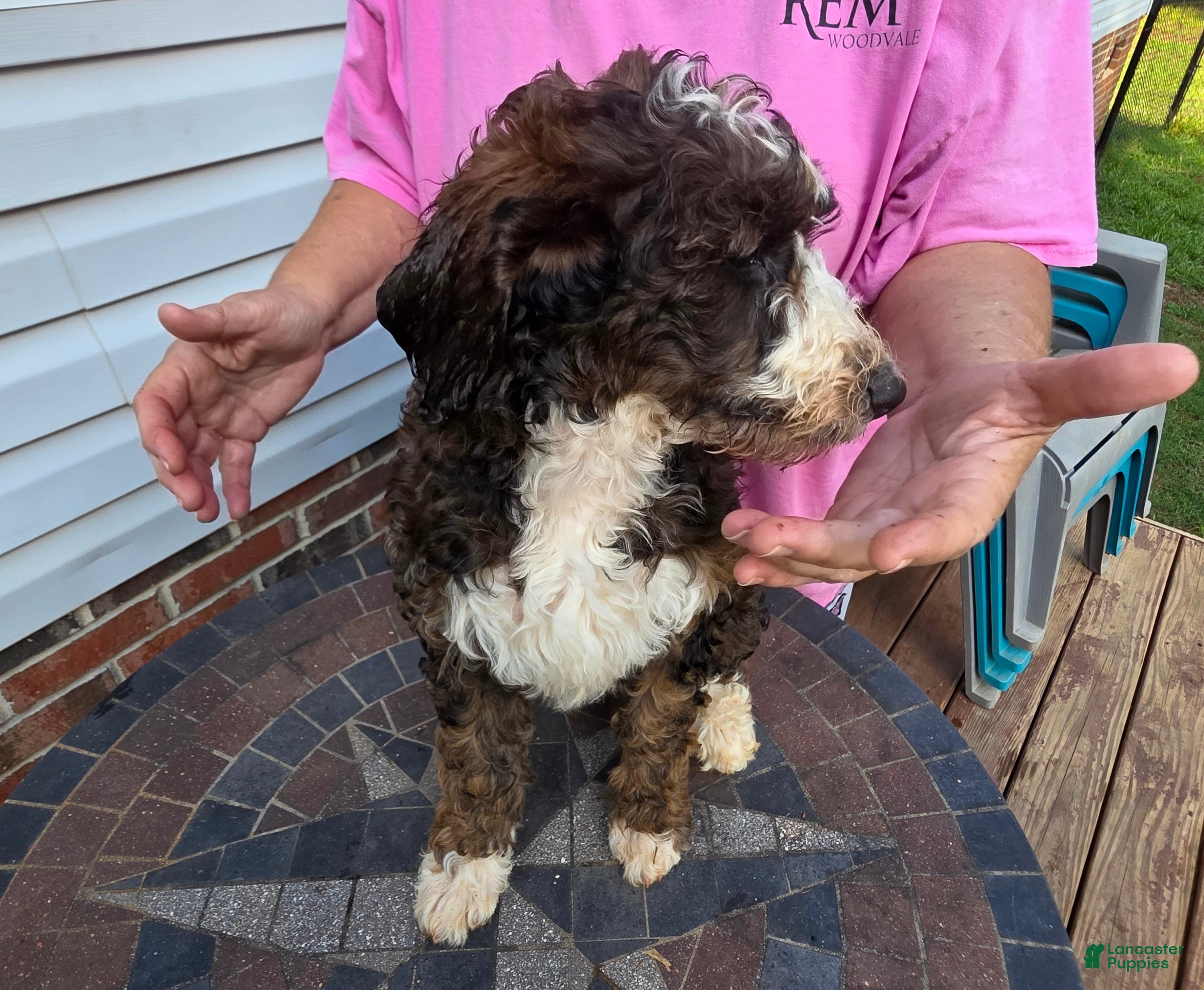 Bernedoodle dogs Sunrise - Ad 2