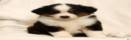 Miniature Australian Shepherd dogs for sale: Princess - Ad 9