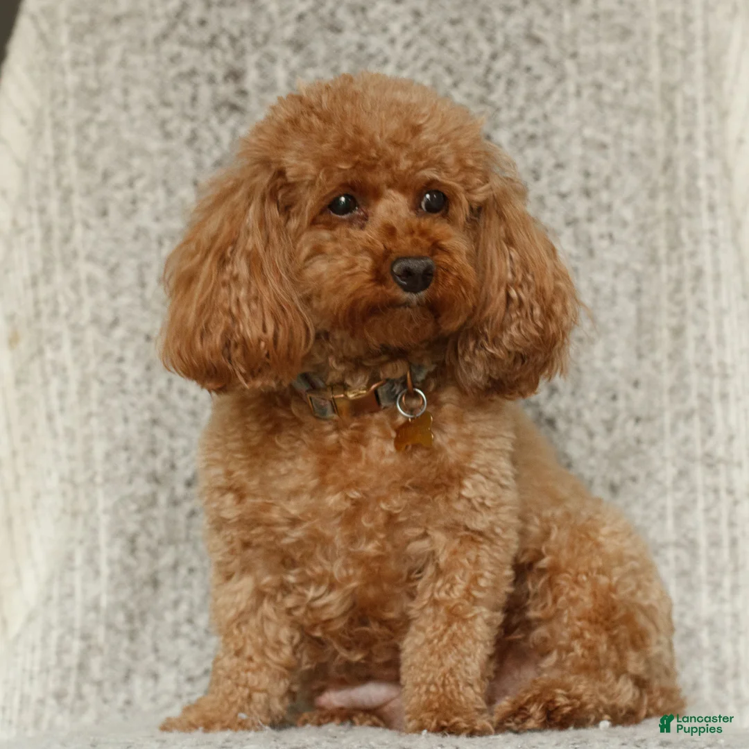 Toy Poodle dogs for sale: Tegan  - Ad 5