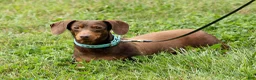Miniature Dachshund dogs for sale: Iggy🐶  - Ad 17