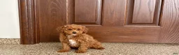 Cavapoo dogs for sale: Cavapoo F1b Male Puppy 2 - Ad 2