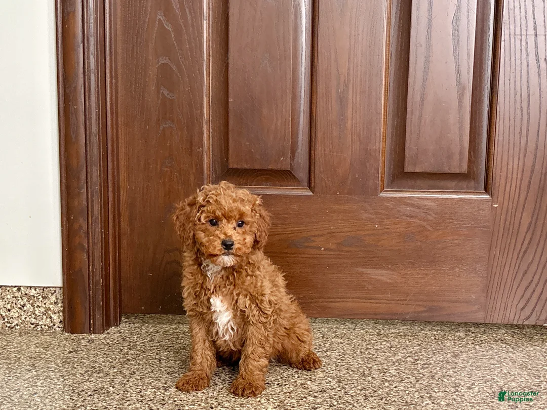 Cavapoo dogs for sale: Cavapoo F1b Male Puppy 2 - Ad 2