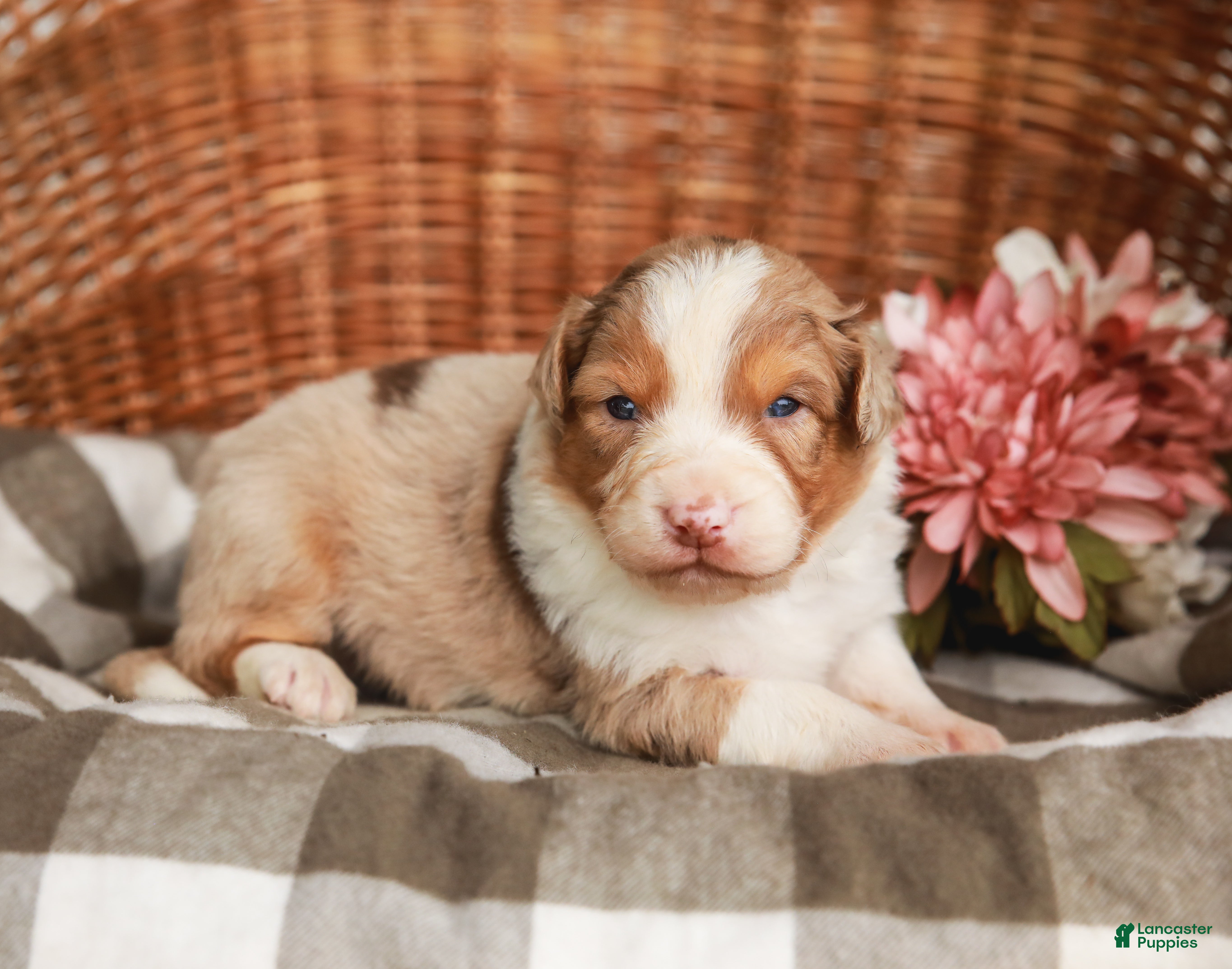 Australian Shepherd dogs Mikey - Ad 2