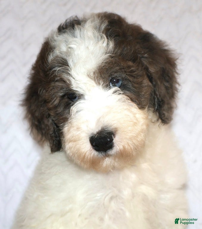 Mini Goldendoodle dogs Rochelle Chocolate Merle  - Ad 1