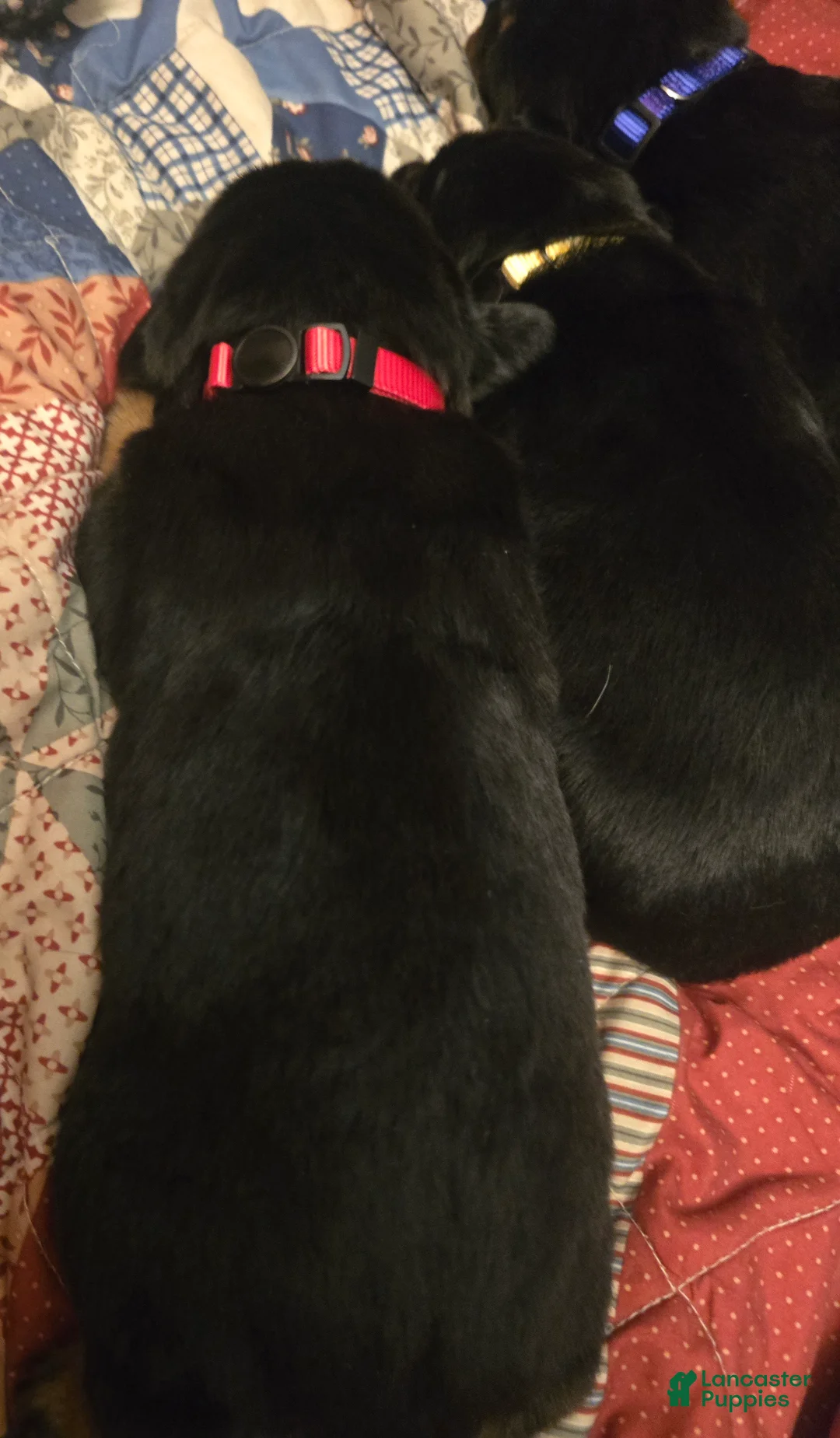 Rottweiler dogs for sale: Rottweiler red collar Puppy  - Ad 1