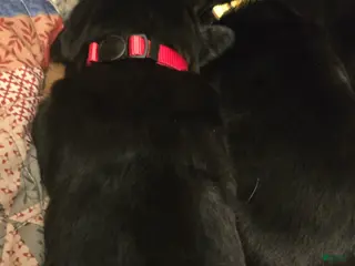 Rottweiler dogs Rottweiler red collar Puppy - Ad 23