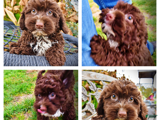 Havapoo dogs Lucky - Ad 34