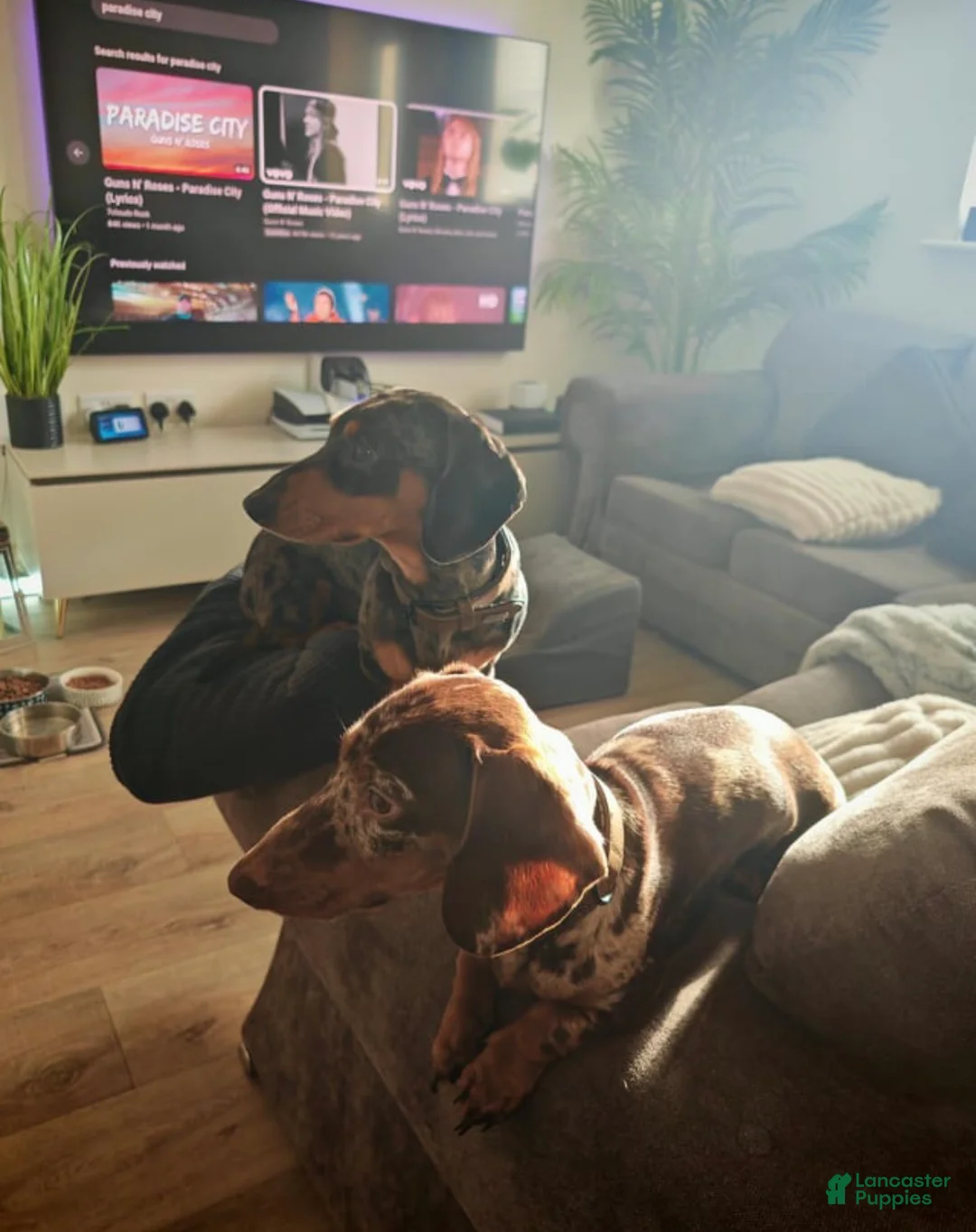 Miniature Dachshund dogs for sale: Female dapple Cece - Ad 2