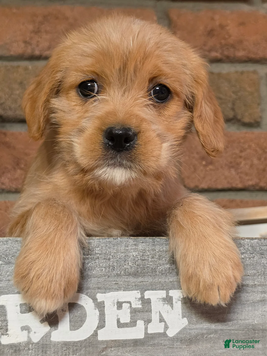 Cavapoo dogs for sale: Ruby - Ad 1
