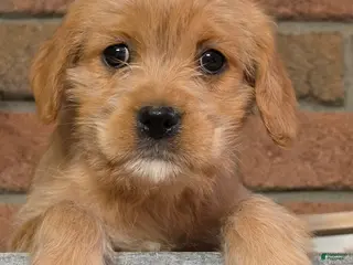 Cavapoo dogs Ruby - Ad 7