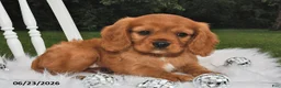 Beaglier dogs for sale: Copper - Ad 1