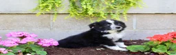Australian Shepherd dogs for sale: Travis  - Ad 3