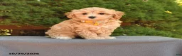 Maltipoo dogs for sale: Barbie - Ad 1