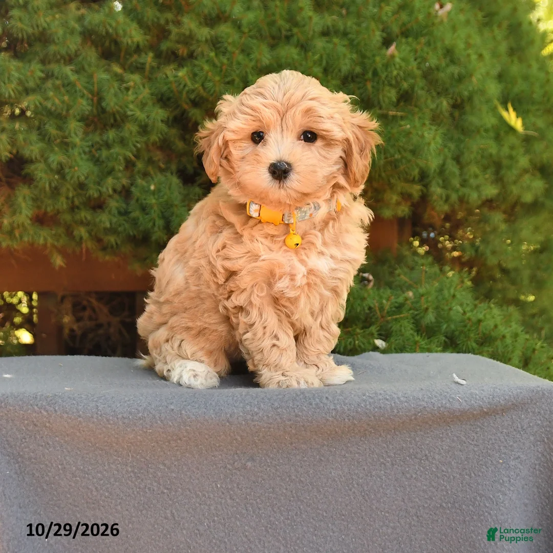 Maltipoo dogs for sale: Barbie - Ad 1