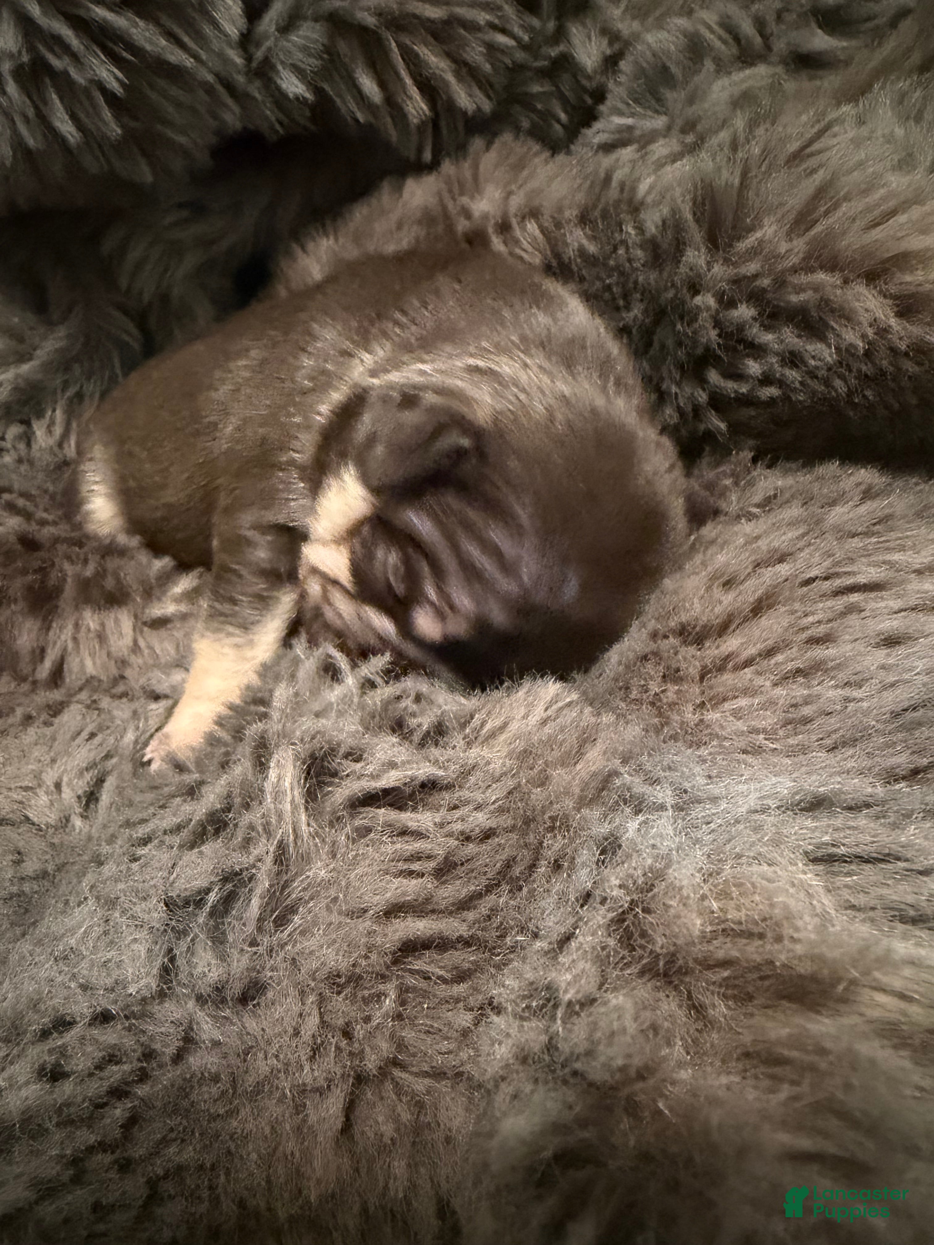 French Bulldog dogs UMBR - Ad 19