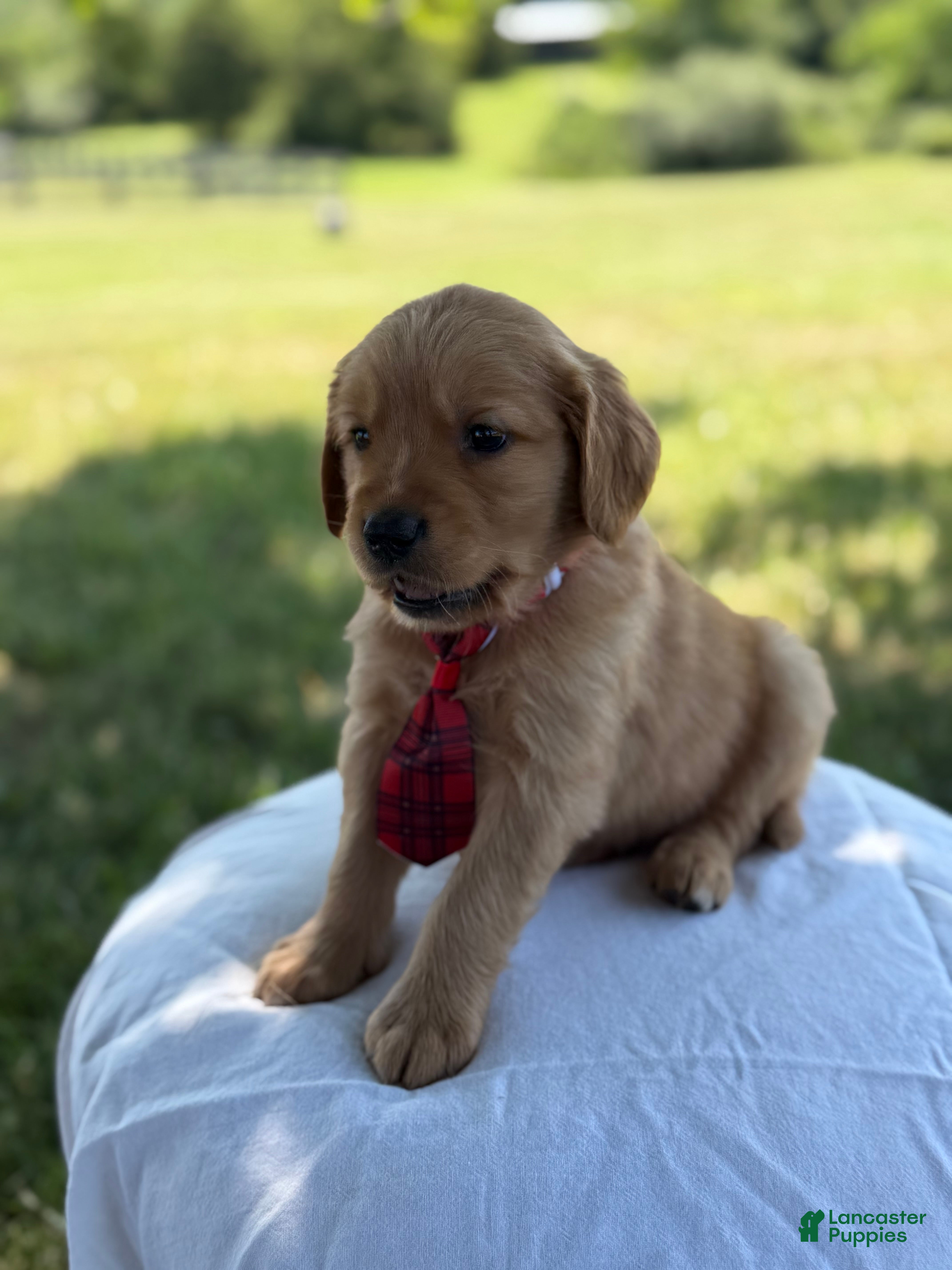 Golden Retriever dogs Jackson - Ad 1