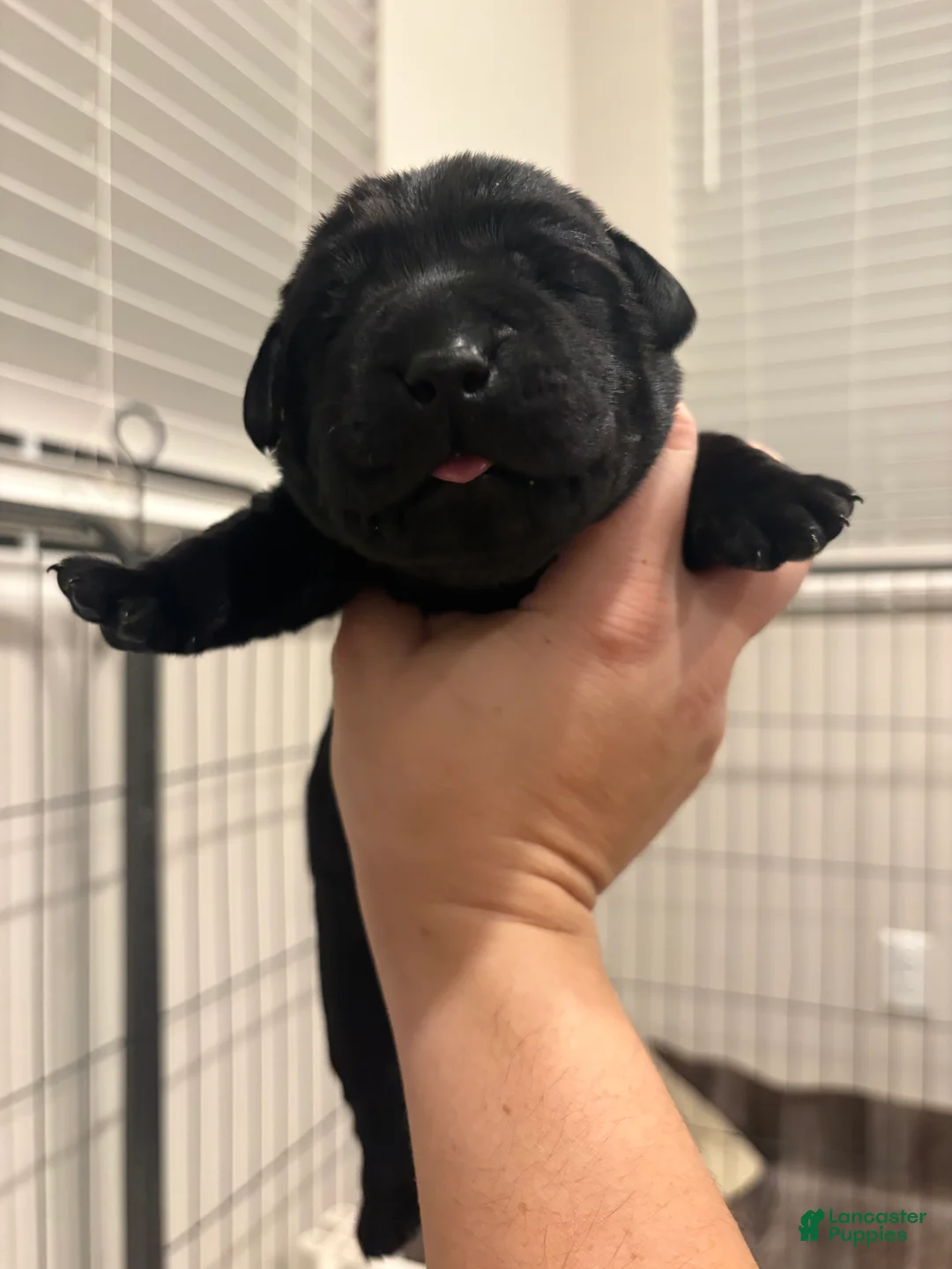 Labrador Retriever dogs for sale: Silver collar boy - Ad 2