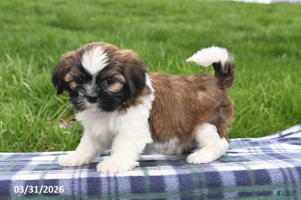 Shih Tzu dogs Trent - Ad 2
