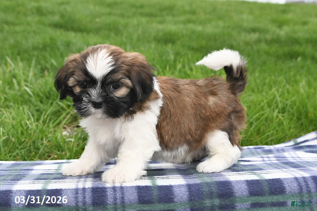 Shih Tzu dogs for sale: Trent - Ad 2