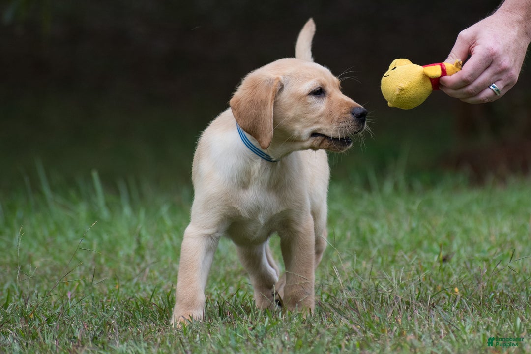 Labrador Retriever dogs for sale: Shadow - Ad 3