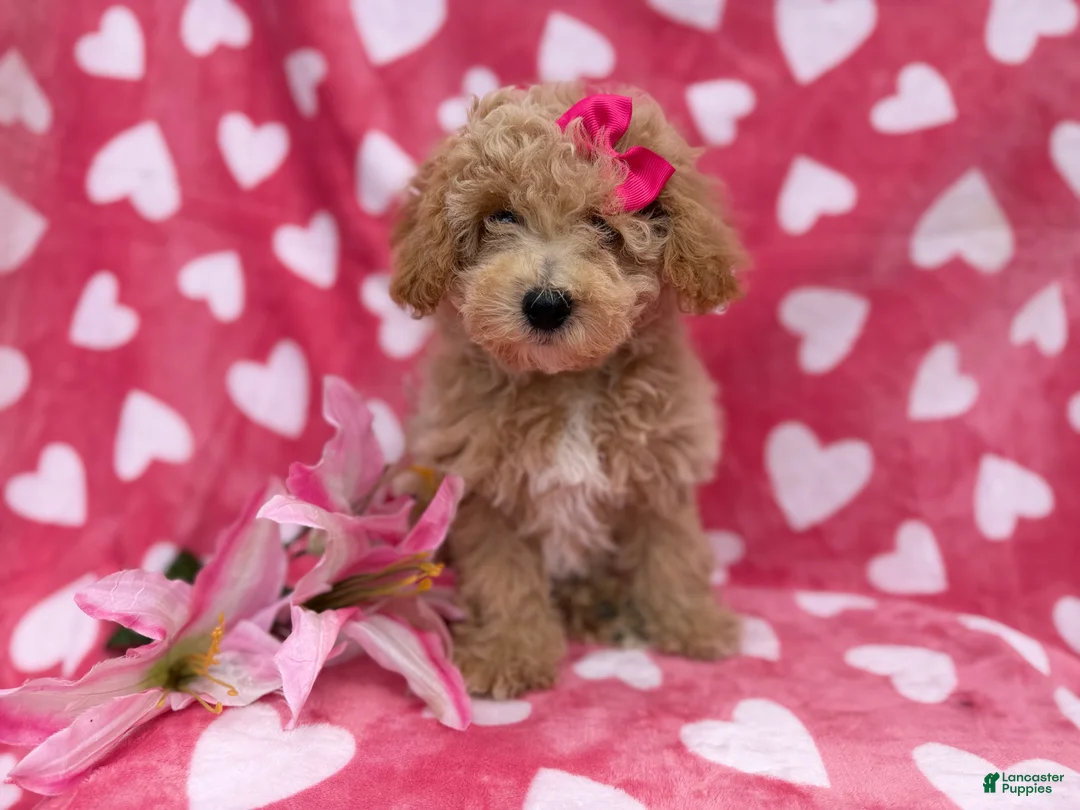 Bichpoo dogs for sale: Pepper - Ad 1