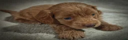 Cavapoo dogs for sale: Sterling (Micro Cavapoo) - Ad 3