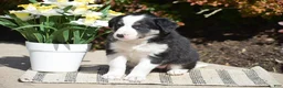 Border Collie dogs for sale: Darcy - Ad 5