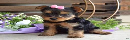 Yorkshire Terrier dogs for sale: Ava - Ad 4