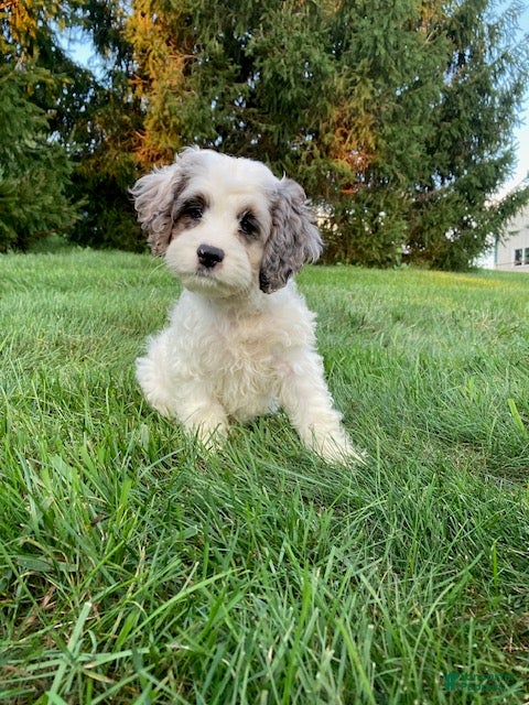 Cockapoo dogs Bruno - Ad 1