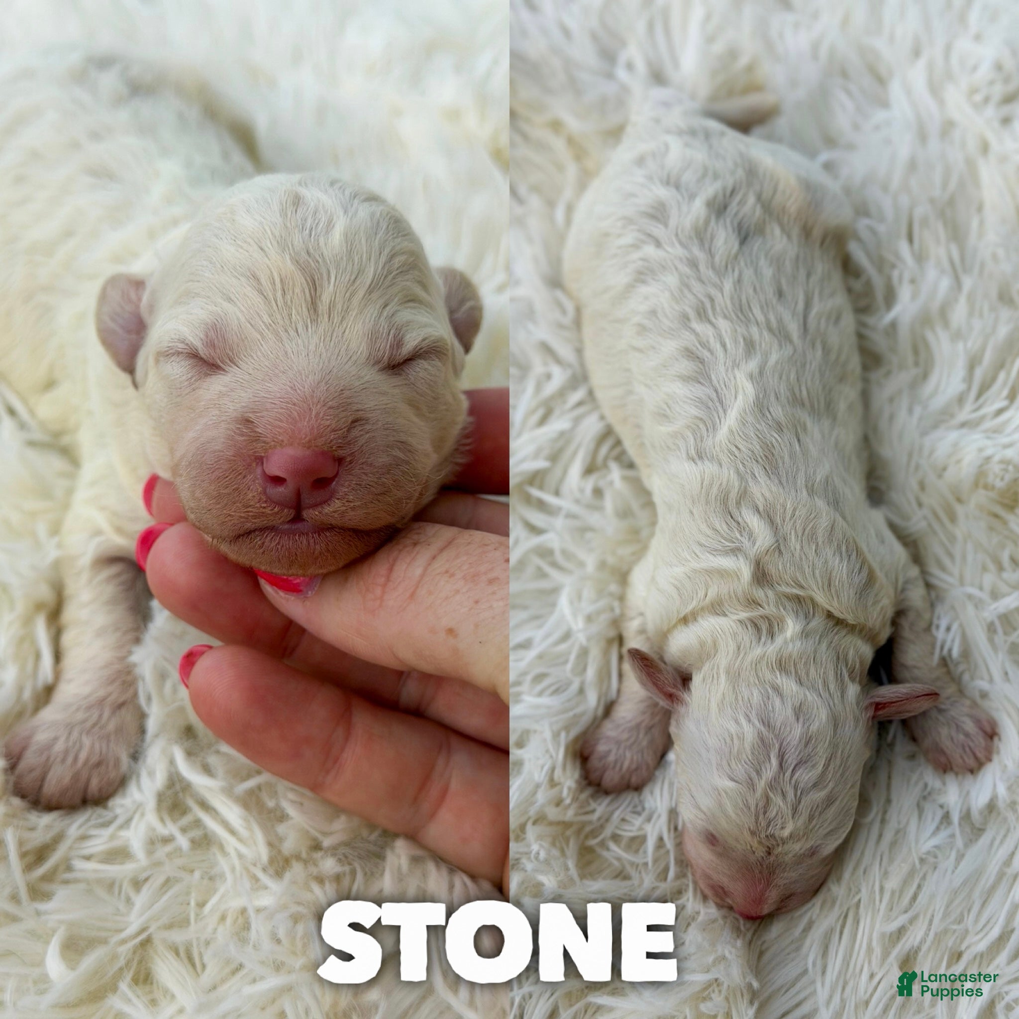 Mini Aussiedoodle dogs Stone - Micro Mini F1b - Ad 35