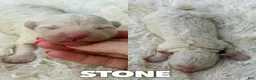 Mini Aussiedoodle dogs for sale: Stone - Micro Mini F1b - Ad 1