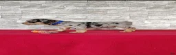 Beabull dogs for sale: Royal - Ad 3