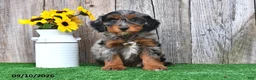 Mini Aussiedoodle dogs for sale: Joy - Ad 3