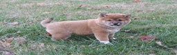 Shiba Inu dogs for sale: RYDER - Ad 10