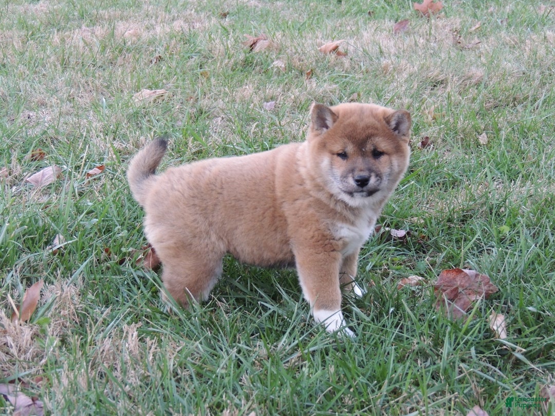Shiba Inu dogs for sale: RYDER - Ad 10
