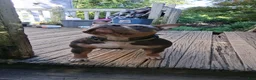American Bully dogs for sale: American Bully 4 - Ad 10